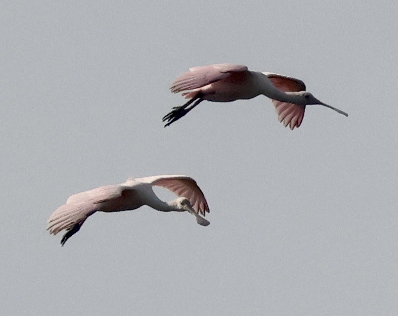 Espátula Rosada - ML646116498