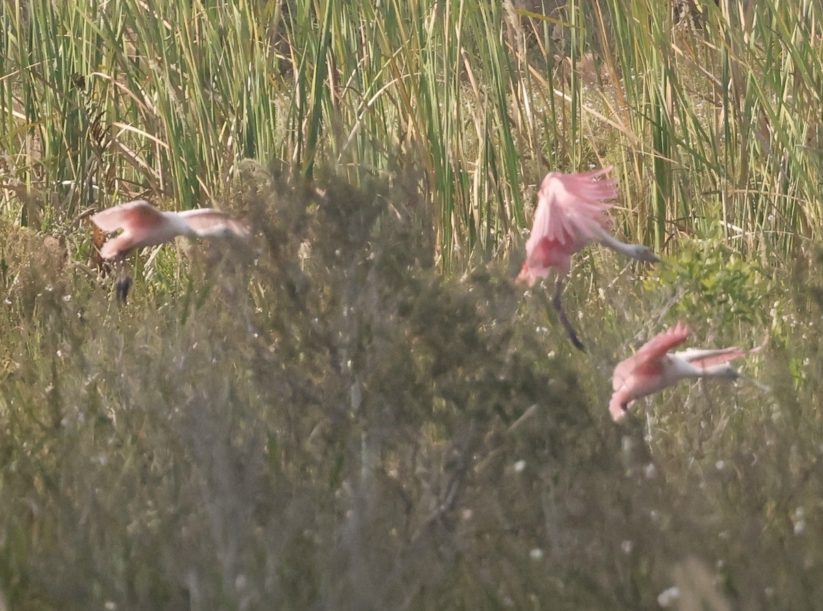 Espátula Rosada - ML646116500