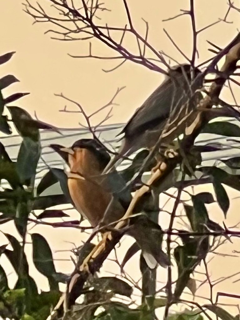 Estornino de las Pagodas - ML646116502