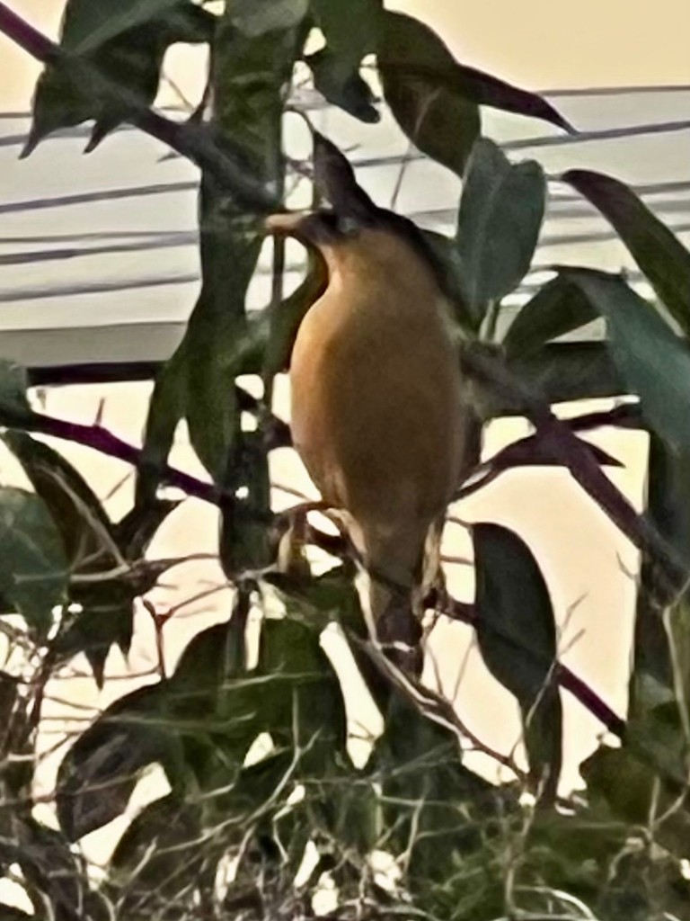 Estornino de las Pagodas - ML646116503