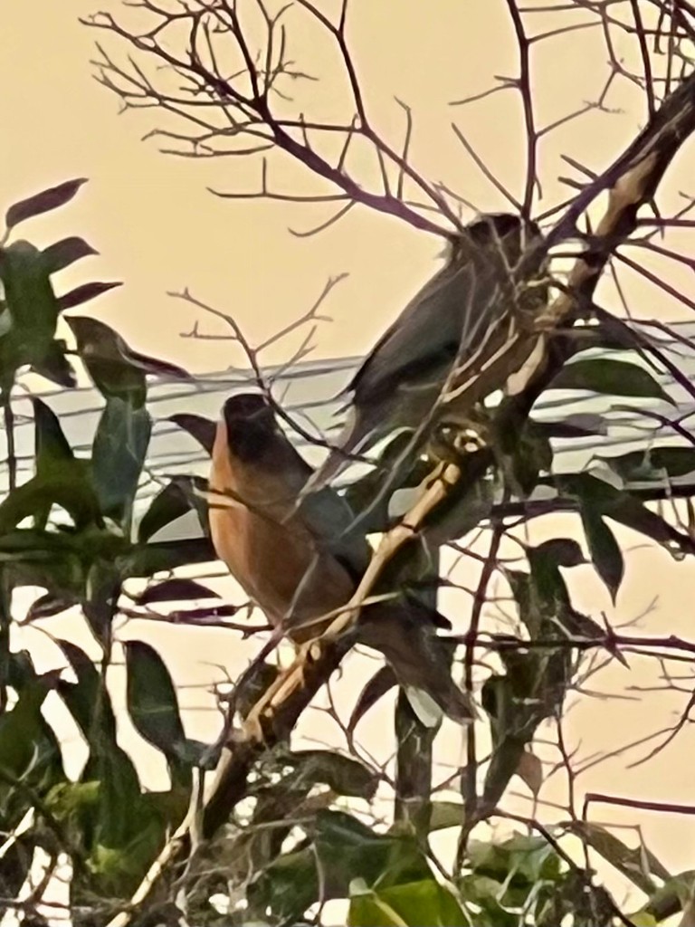 Estornino de las Pagodas - ML646116504