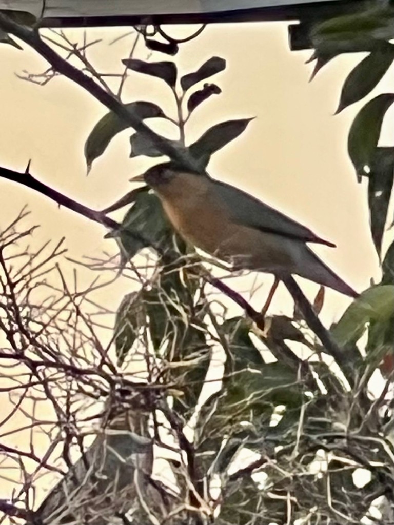 Estornino de las Pagodas - ML646116505