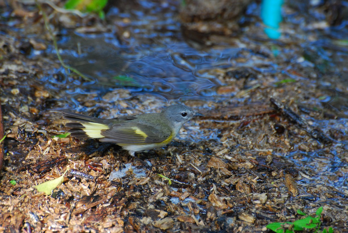 Candelita Norteña - ML646116507