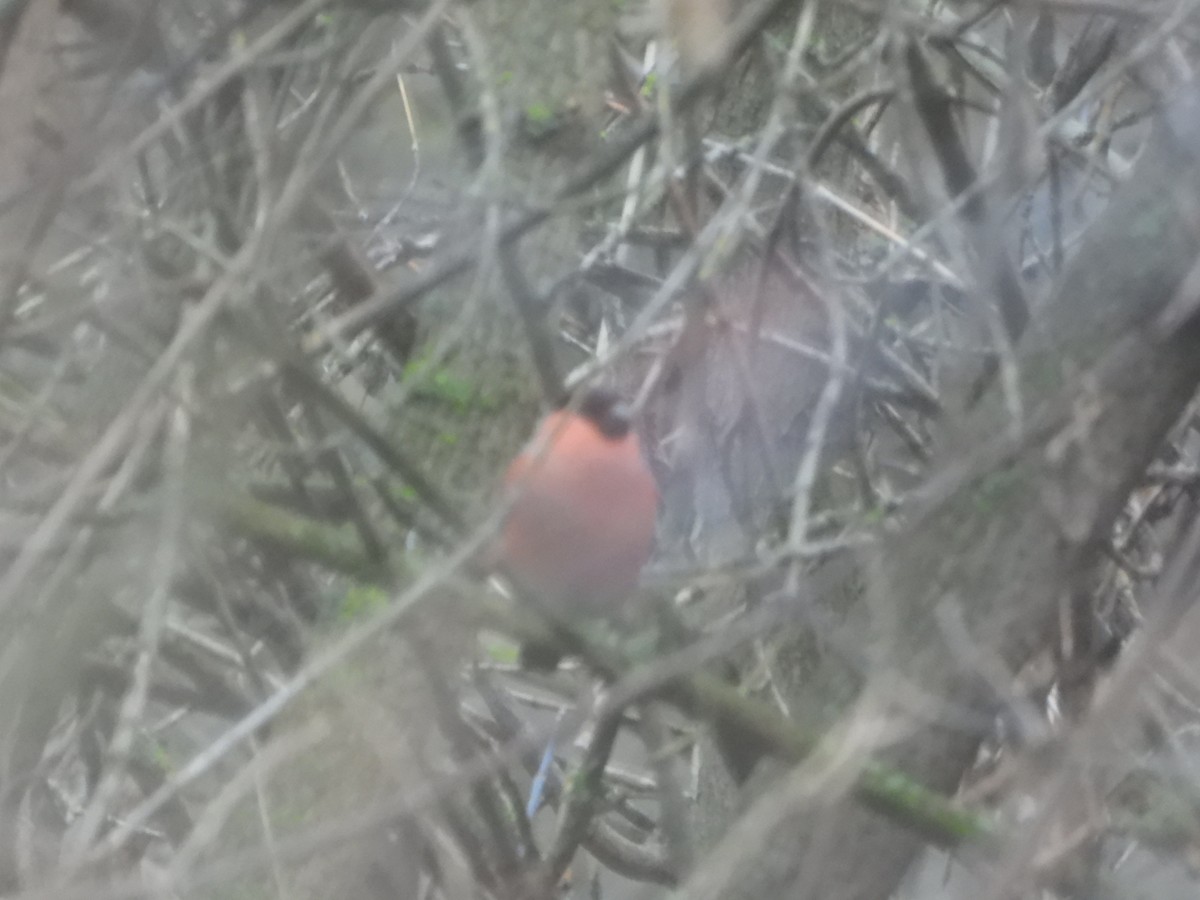 Camachuelo Común - ML646116508