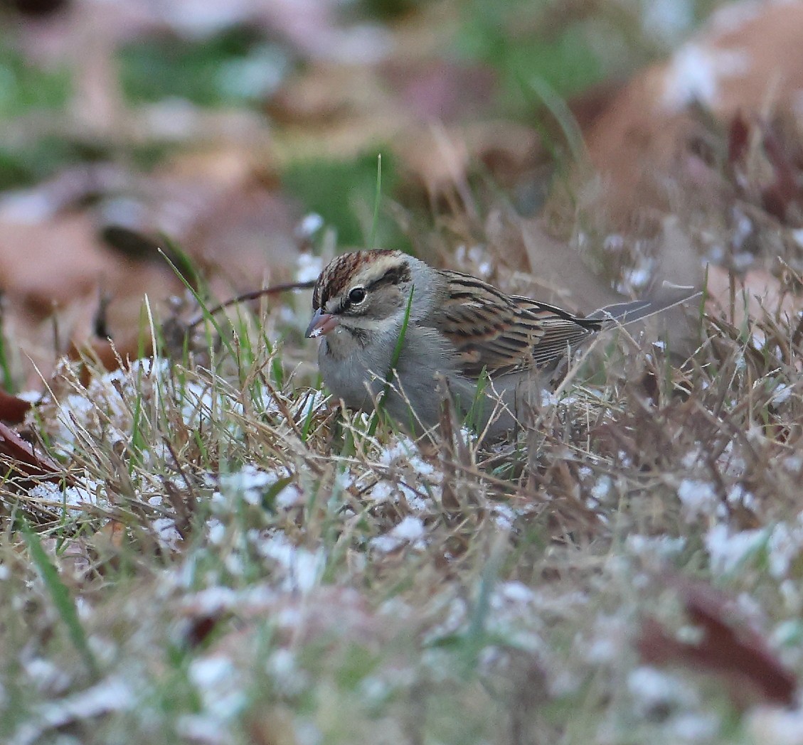 Chingolo Cejiblanco - ML646116509