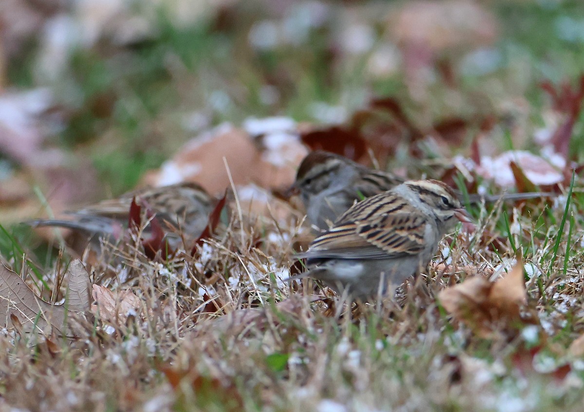Chingolo Cejiblanco - ML646116510