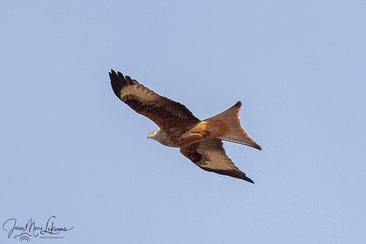 Milano Real - ML646116511