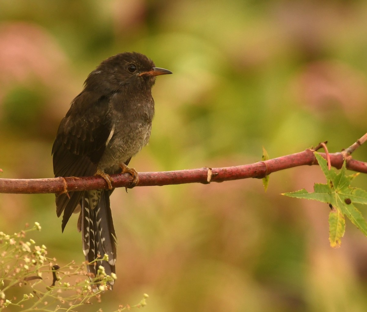 Cuco Pechigrís - ML646116512