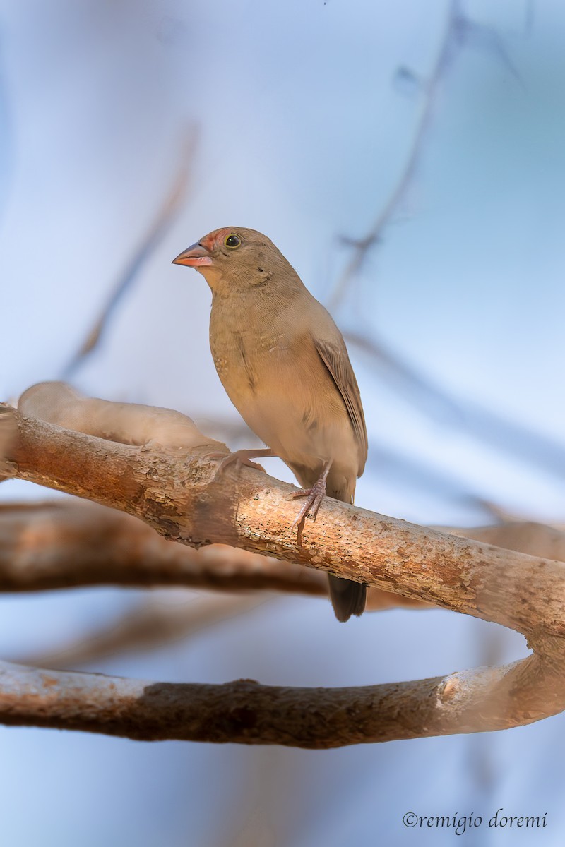Amaranta Senegalesa - ML646116513