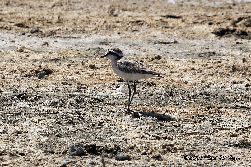 Chorlitejo Pecuario - ML646116514