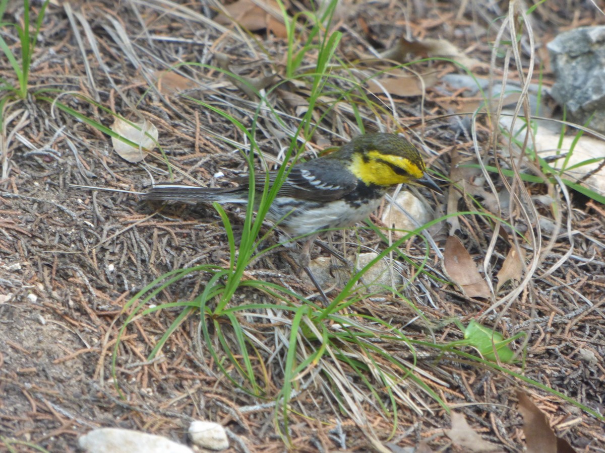 Reinita Caridorada - ML646116516