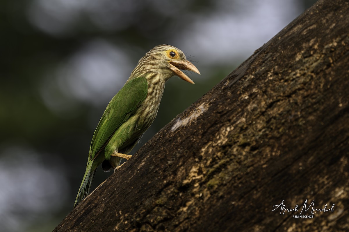 Barbudo Listado - ML646116519