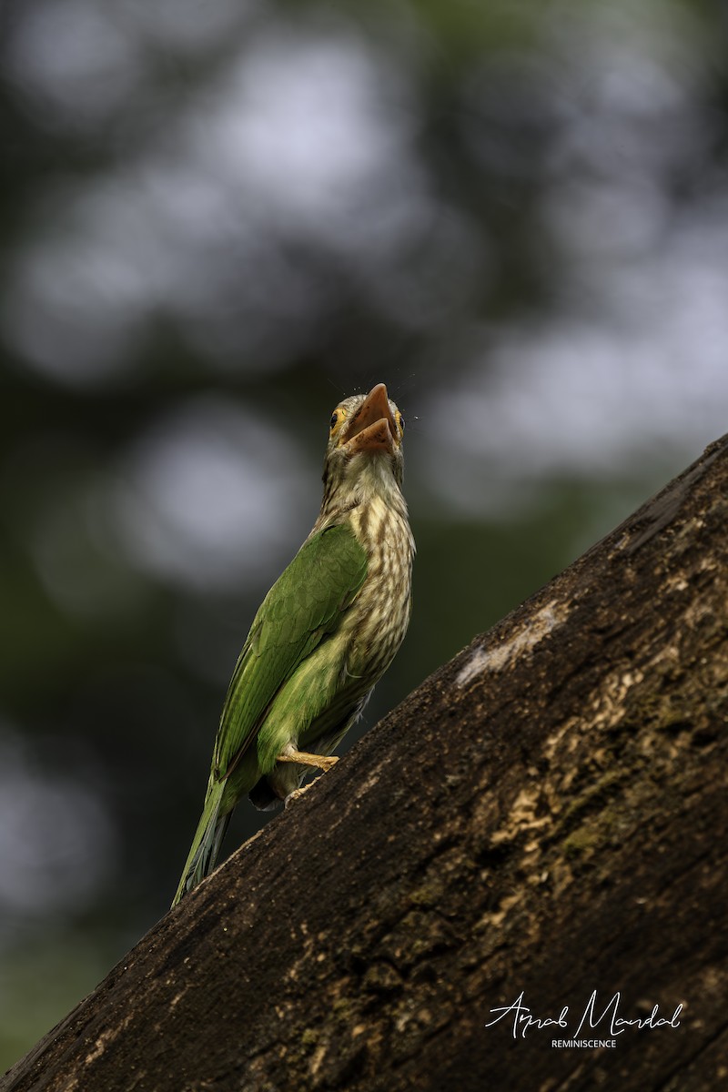 Barbudo Listado - ML646116520