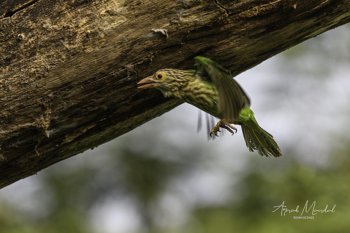 Barbudo Listado - ML646116521