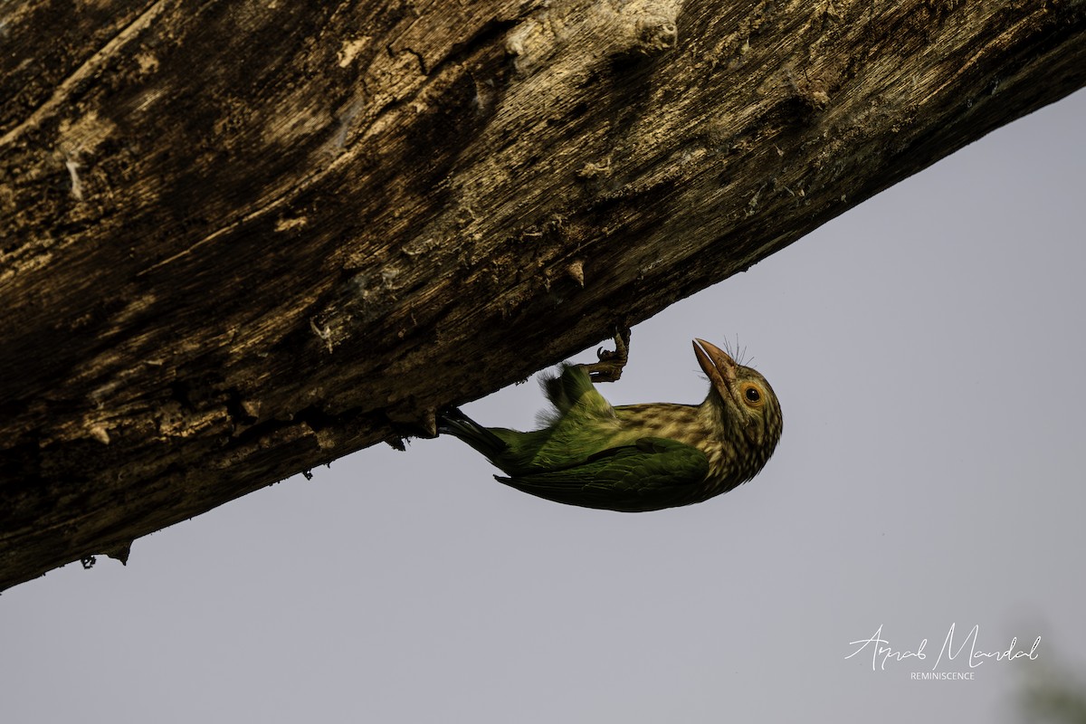 Barbudo Listado - ML646116522