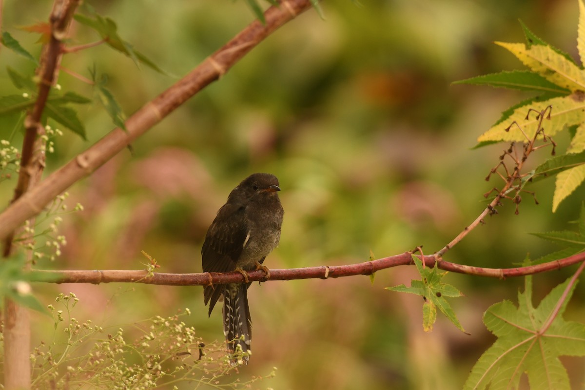 Cuco Pechigrís - ML646116523