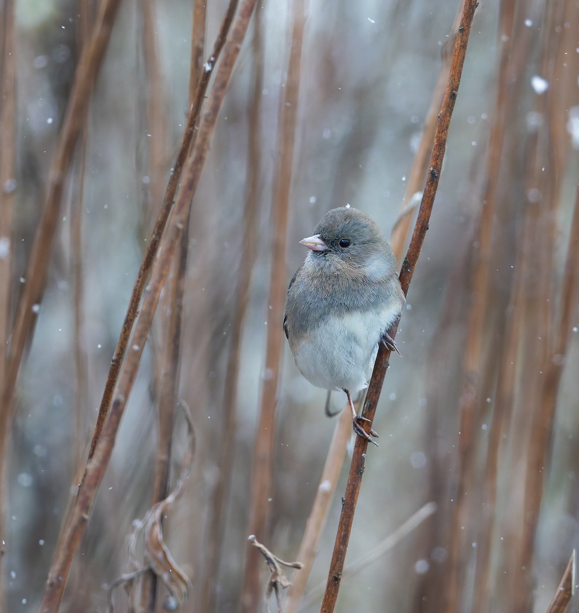 Junco Ojioscuro - ML646116524