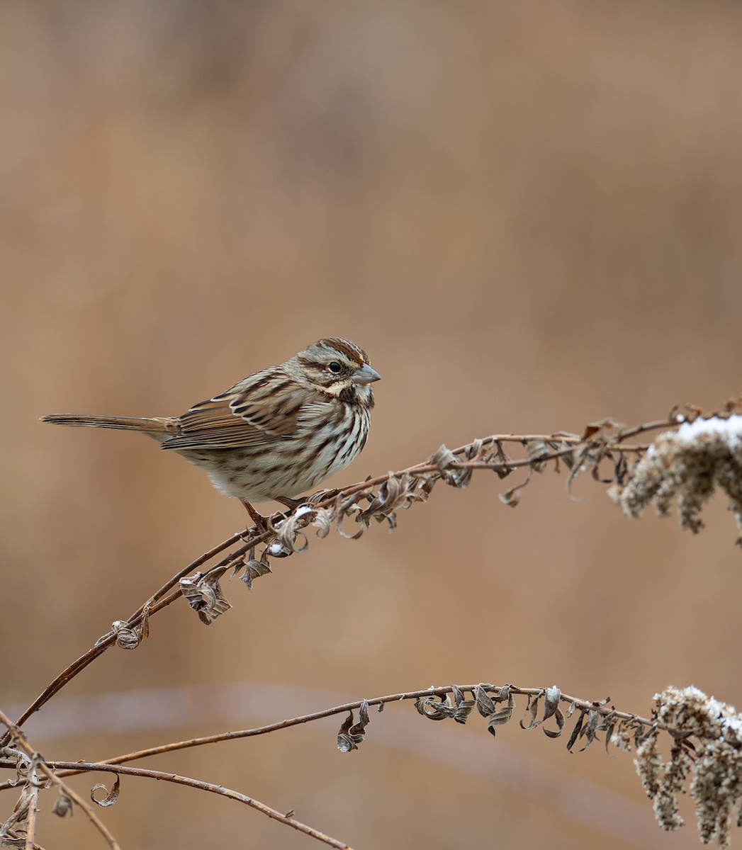 Chingolo Cantor - ML646116525