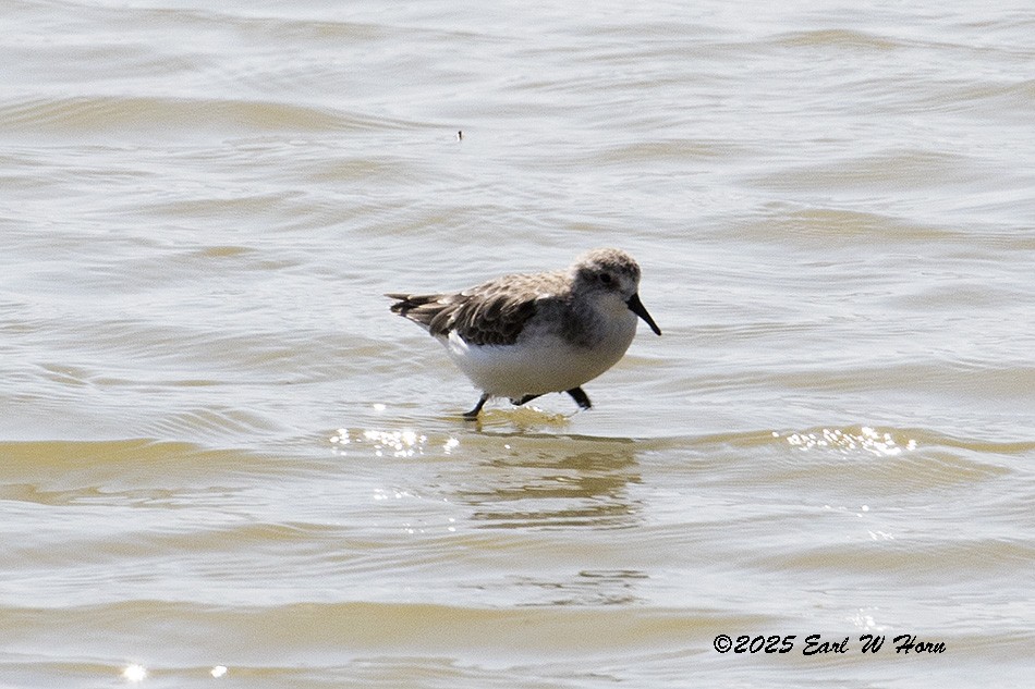 Little Stint - ML646116528