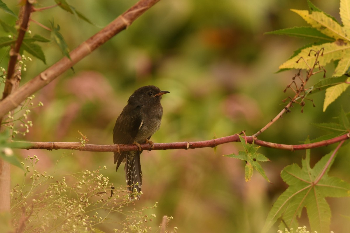 Gray-bellied Cuckoo - ML646116530