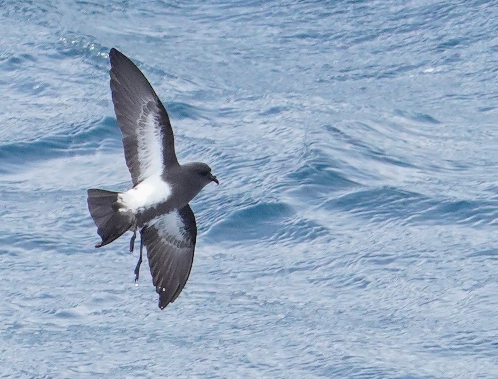 Black-bellied Storm-Petrel - ML646116531