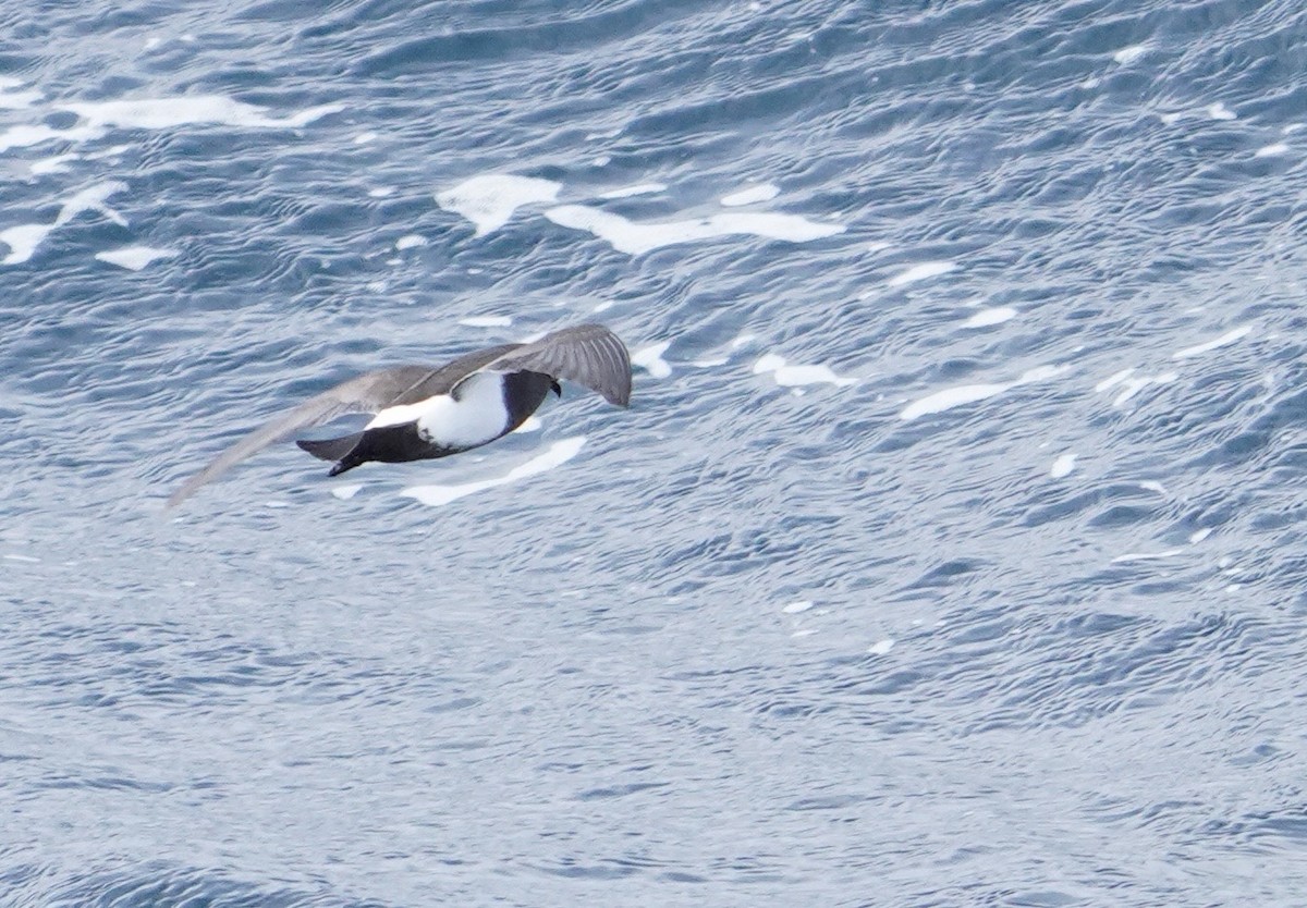 Black-bellied Storm-Petrel - ML646116532