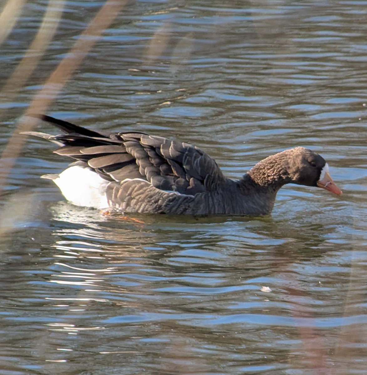 Greater White-fronted Goose - ML646116537