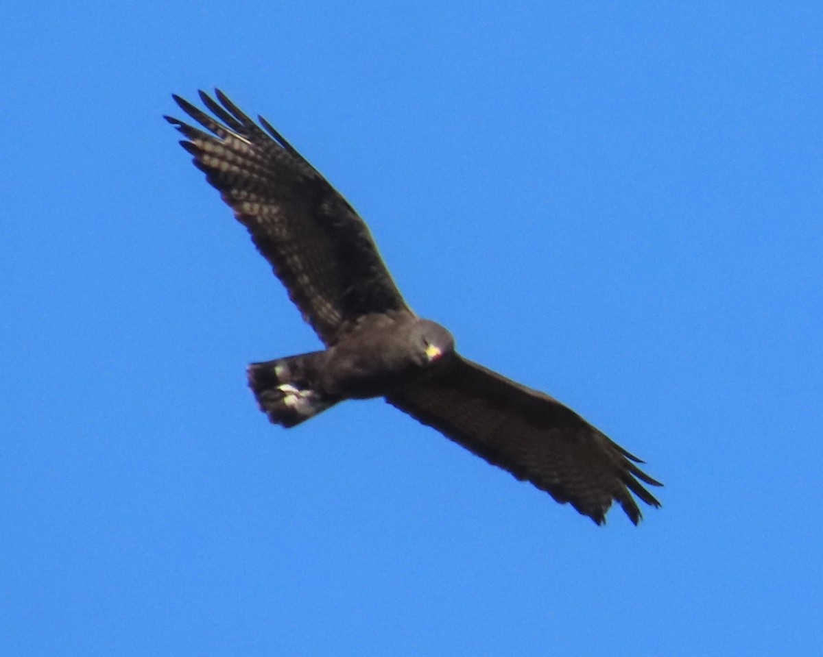 Zone-tailed Hawk - ML646116539