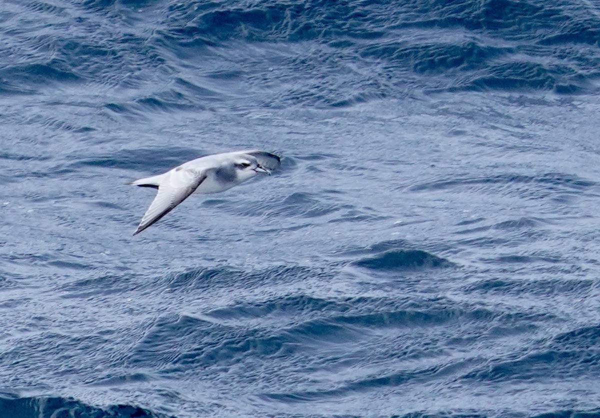 buřňák holubí - ML646116551