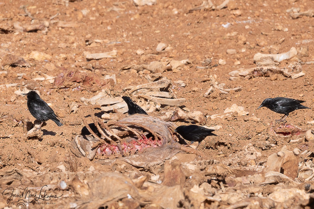 Spotless Starling - ML646116560