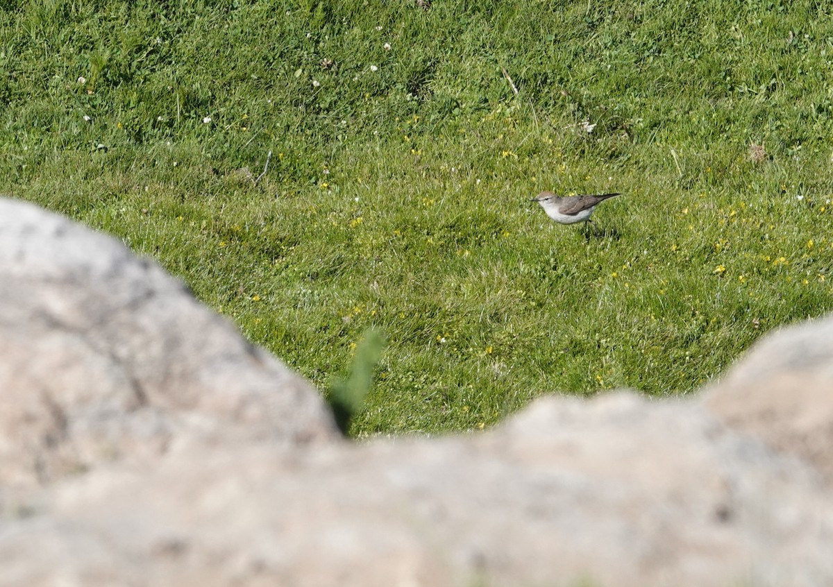White-browed Ground-Tyrant - ML646116562