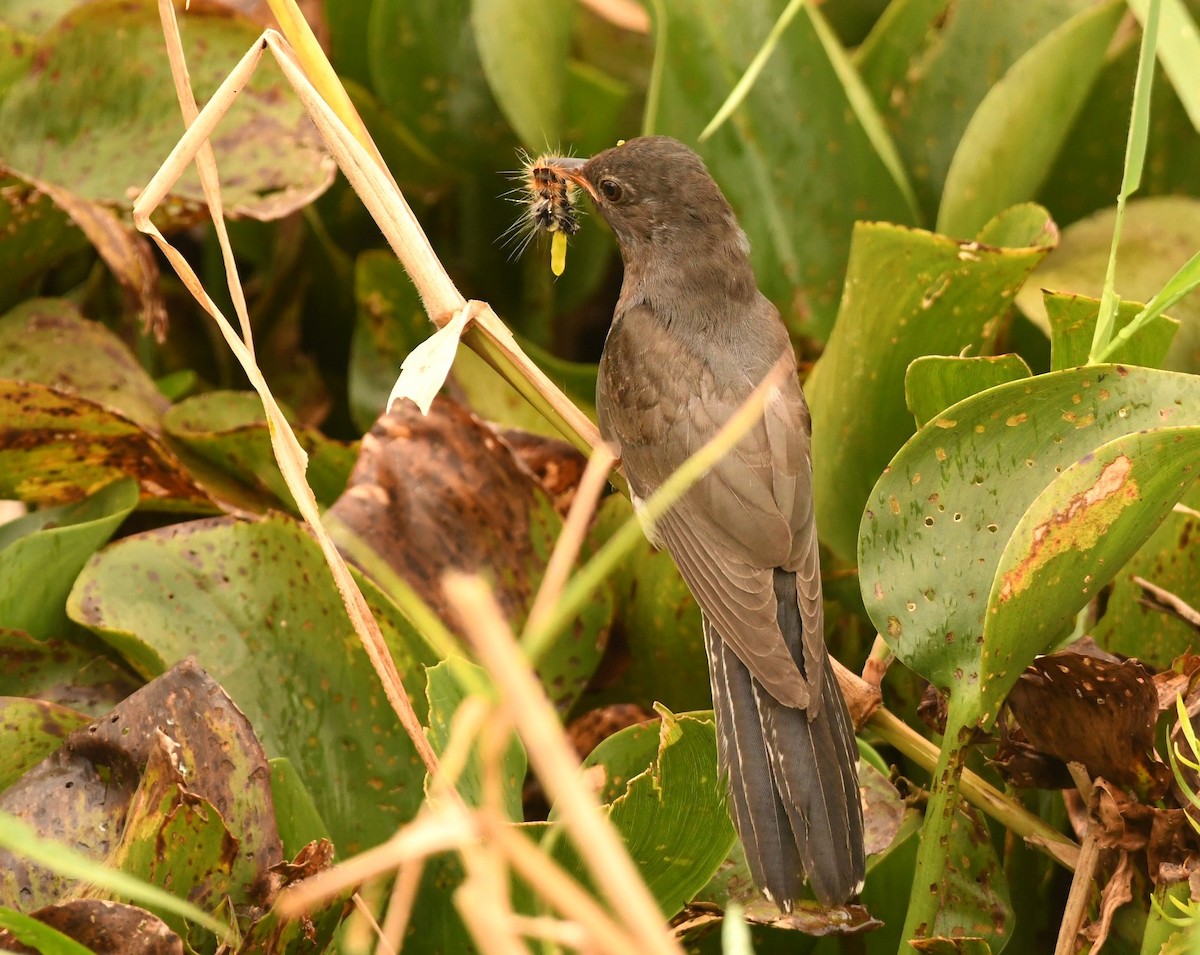 Gray-bellied Cuckoo - ML646116565