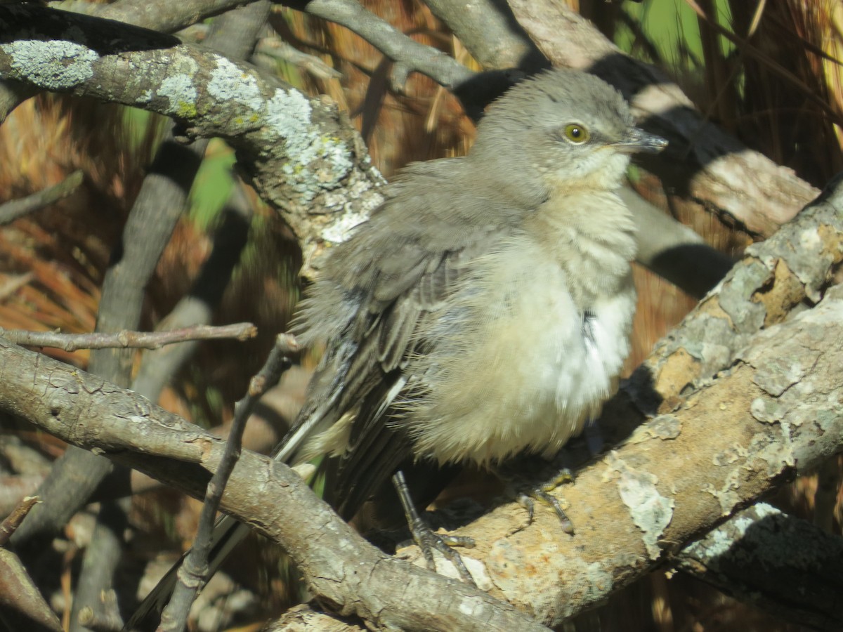 マネシツグミ - ML646116566