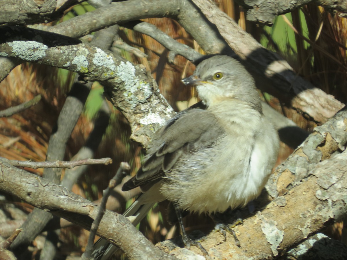 マネシツグミ - ML646116567