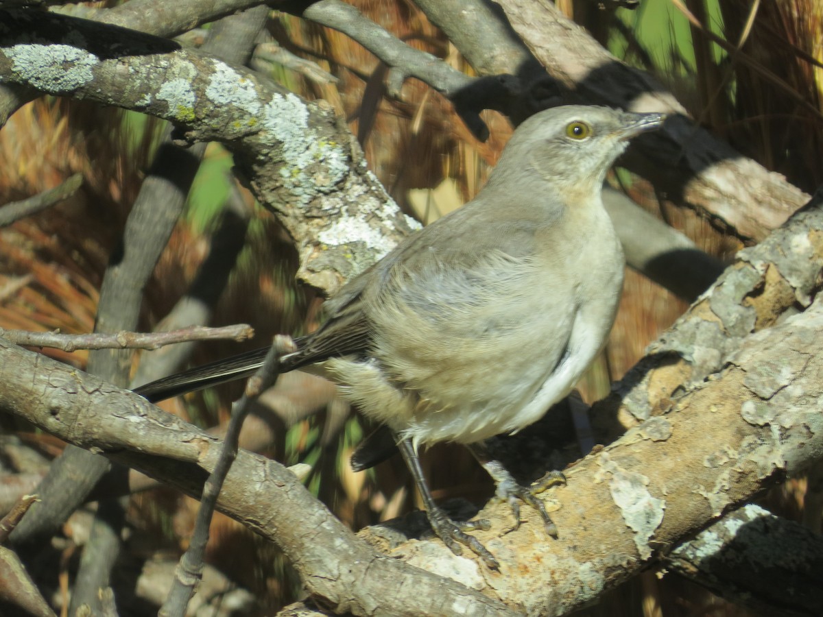 Northern Mockingbird - ML646116568