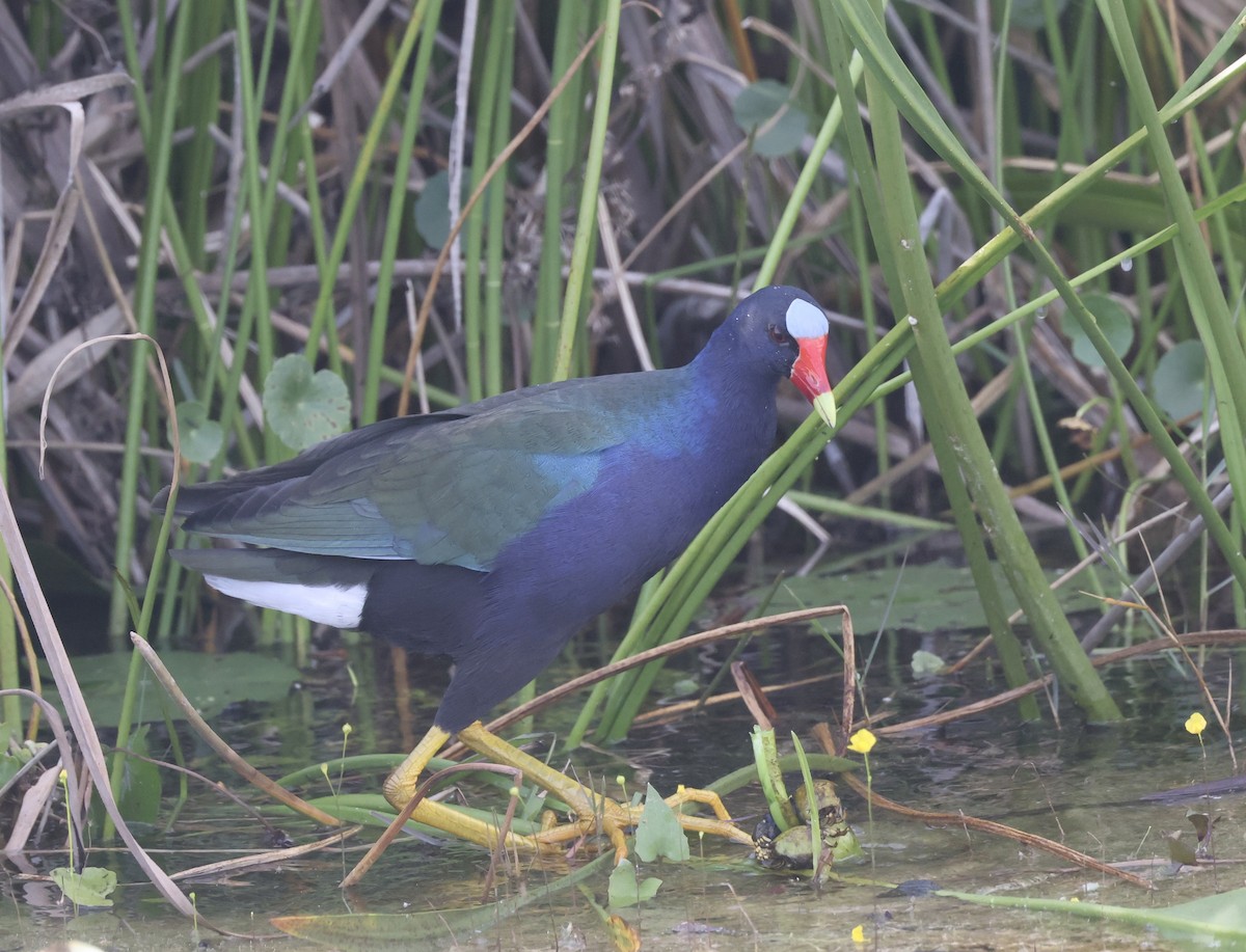 アメリカムラサキバン - ML646116572