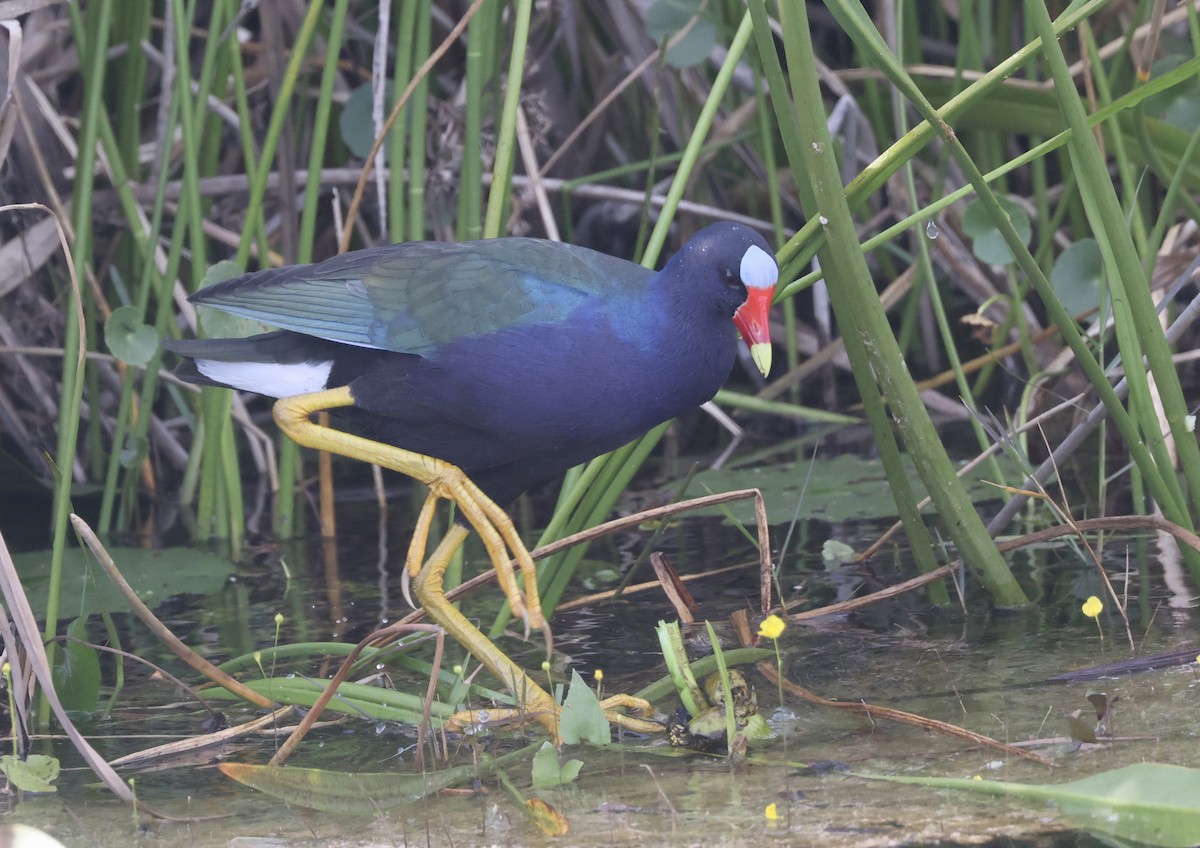 アメリカムラサキバン - ML646116573