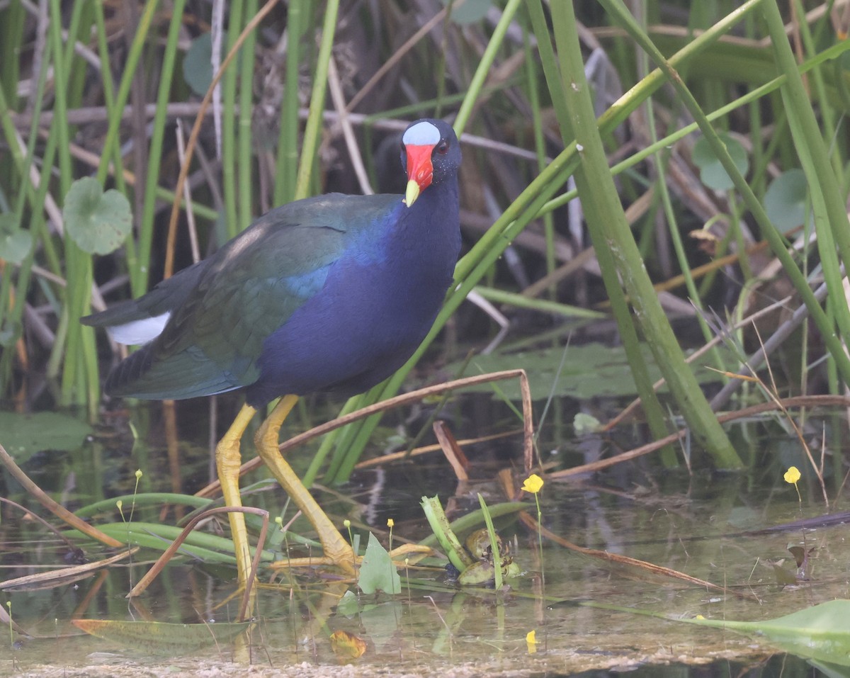 アメリカムラサキバン - ML646116574