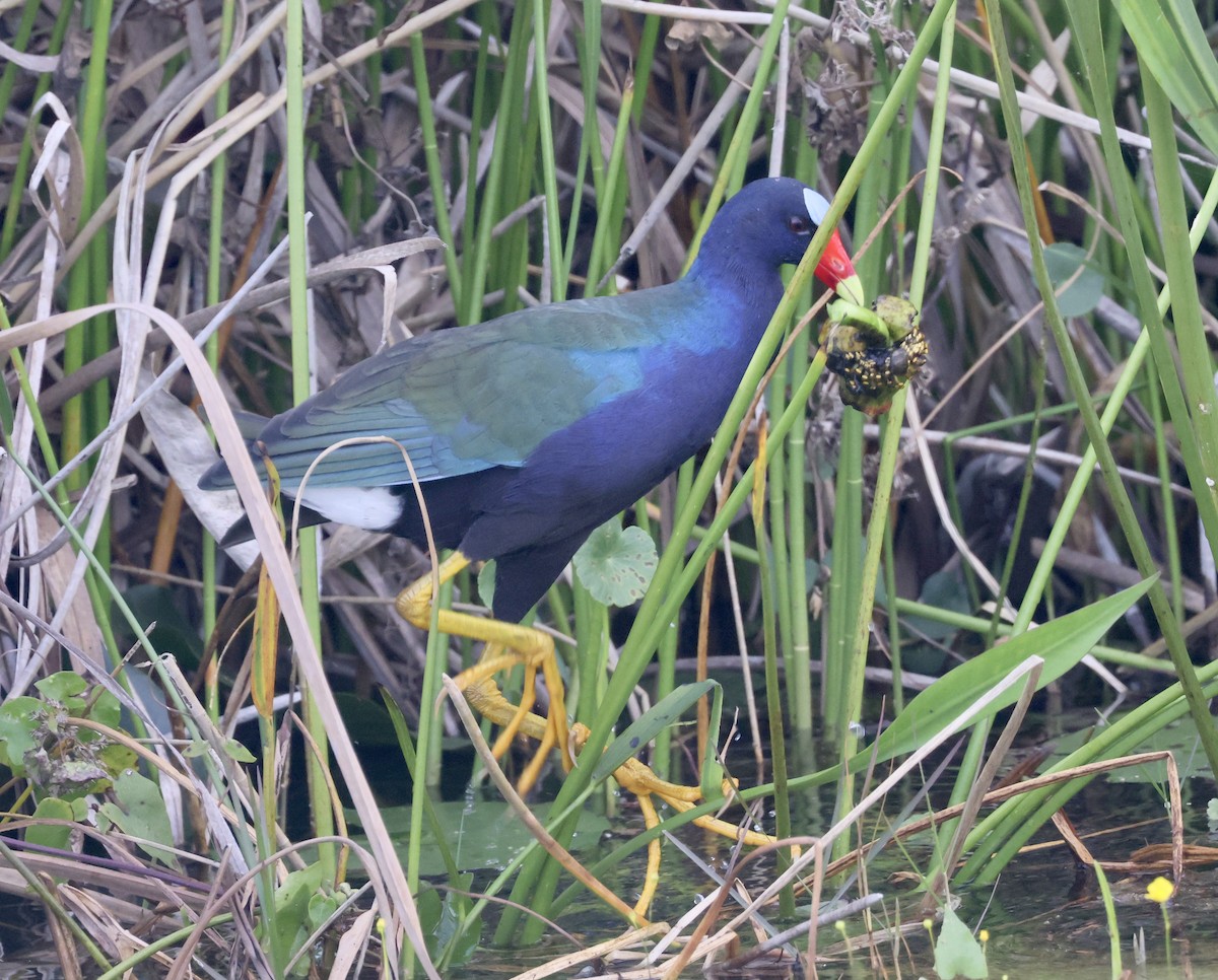 アメリカムラサキバン - ML646116575