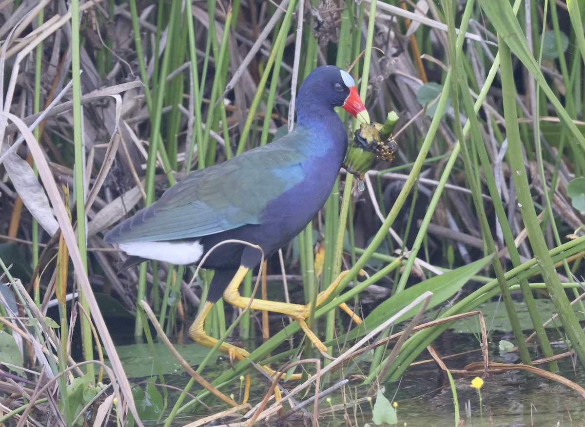 アメリカムラサキバン - ML646116576