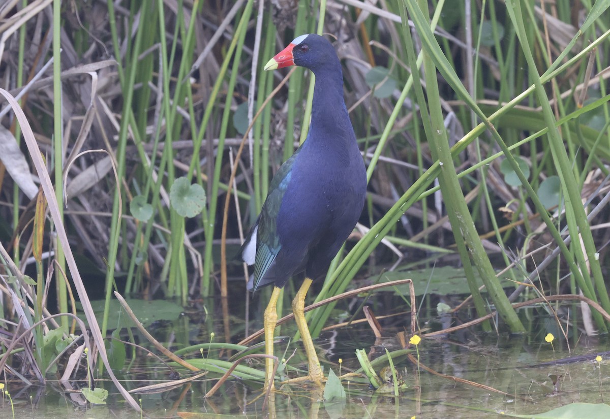 アメリカムラサキバン - ML646116577