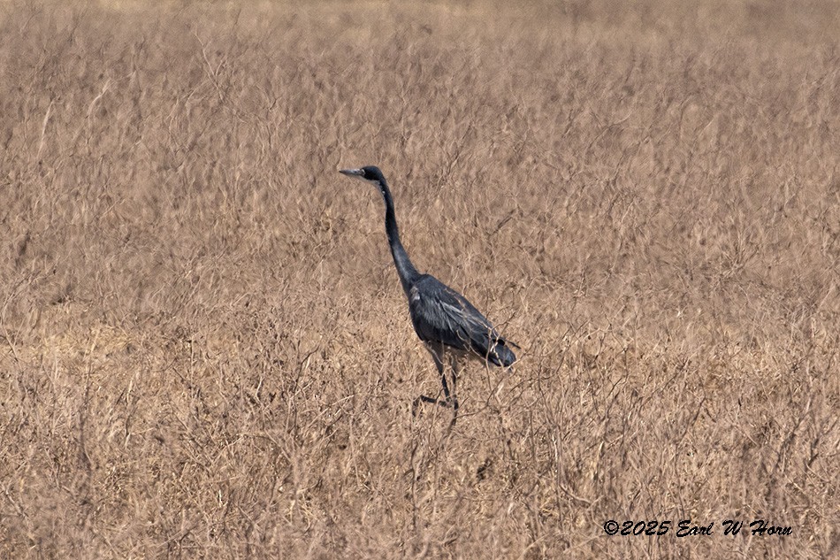Black-headed Heron - ML646116578