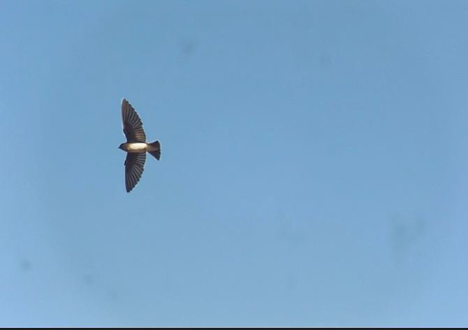 タイワンショウドウツバメ - ML646116580