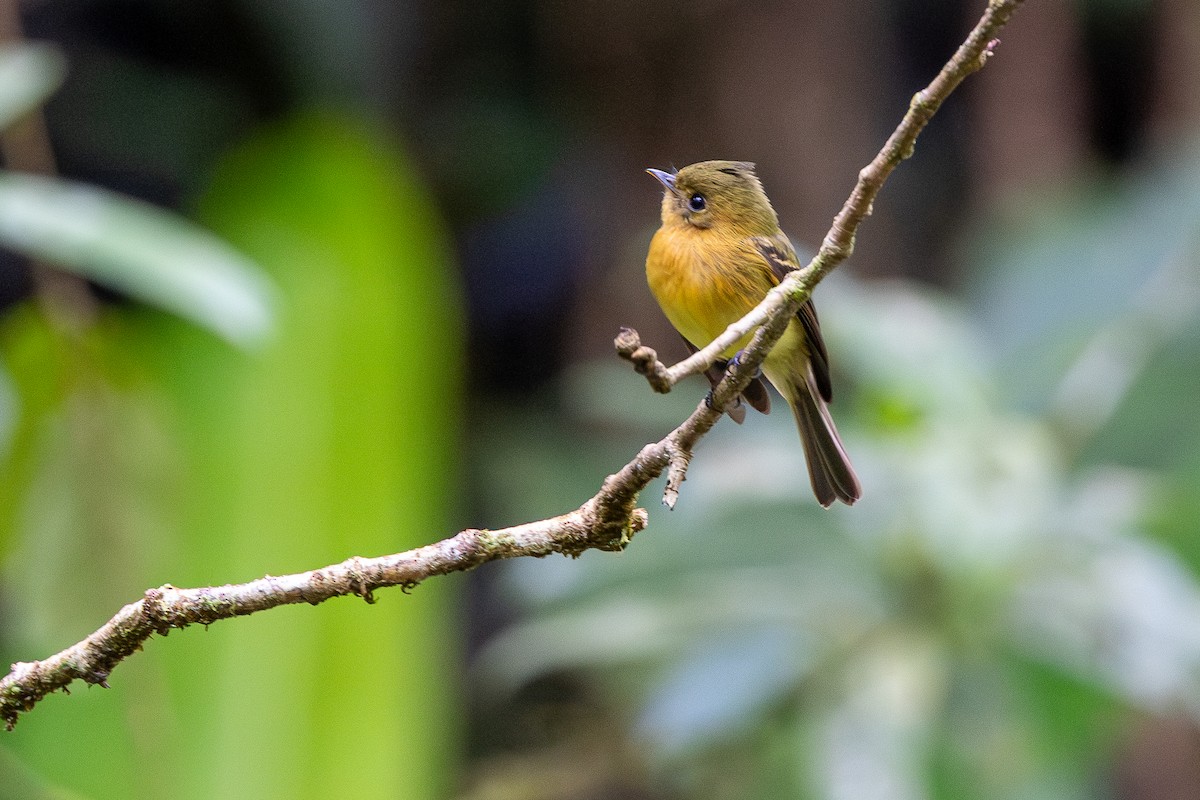 フサボウシハエトリ（aurantiiventris） - ML646116582