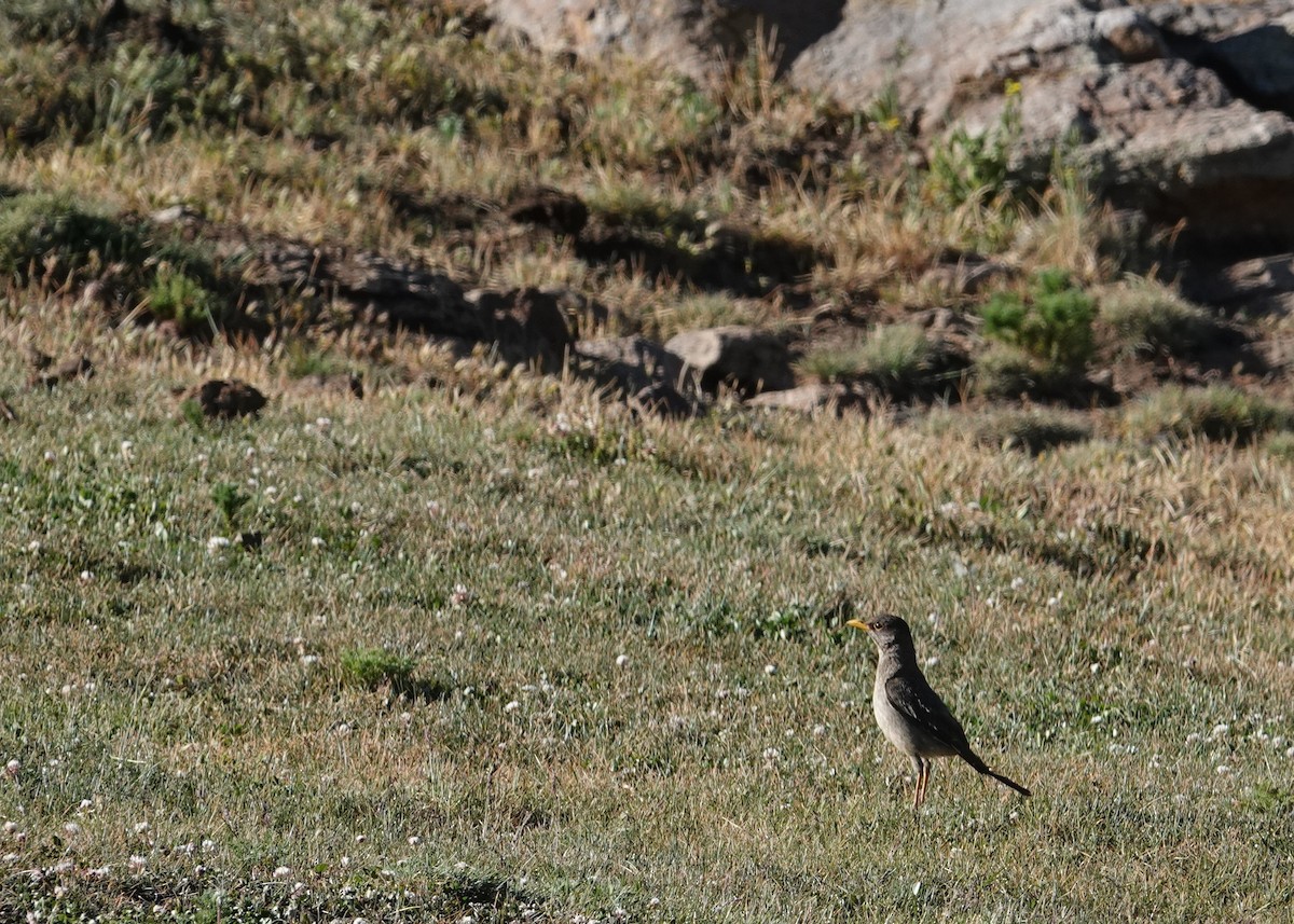 フォークランドツグミ - ML646116583