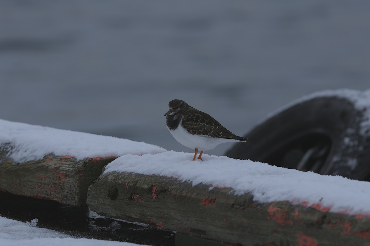 キョウジョシギ - ML646116584