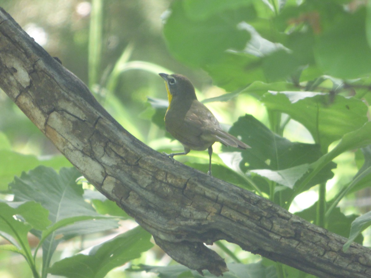 オオアメリカムシクイ - ML646116603