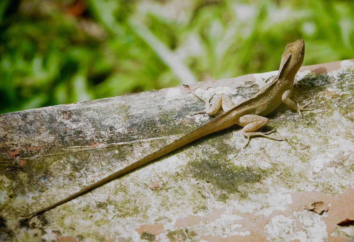 動物界 - ML646116604