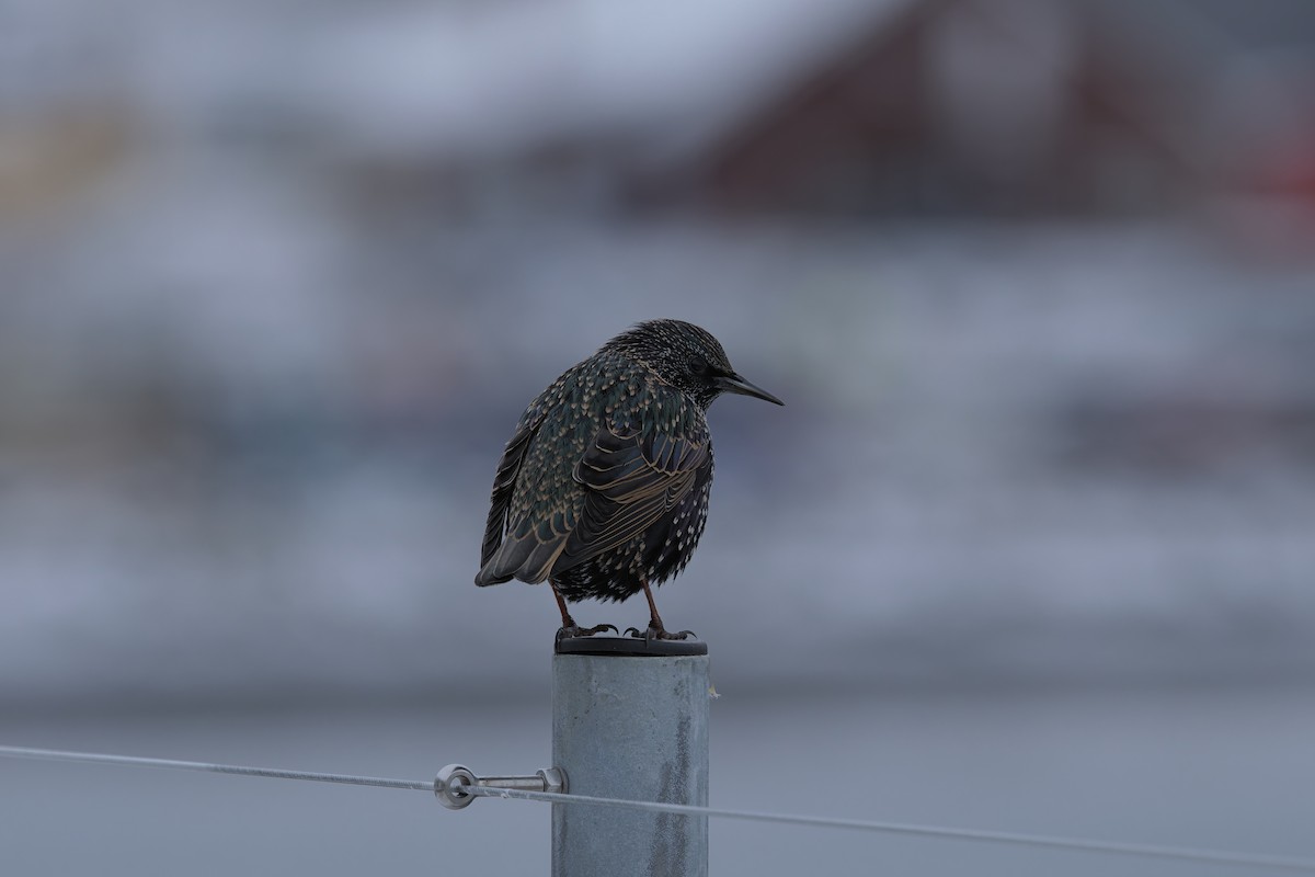 ホシムクドリ - ML646116605