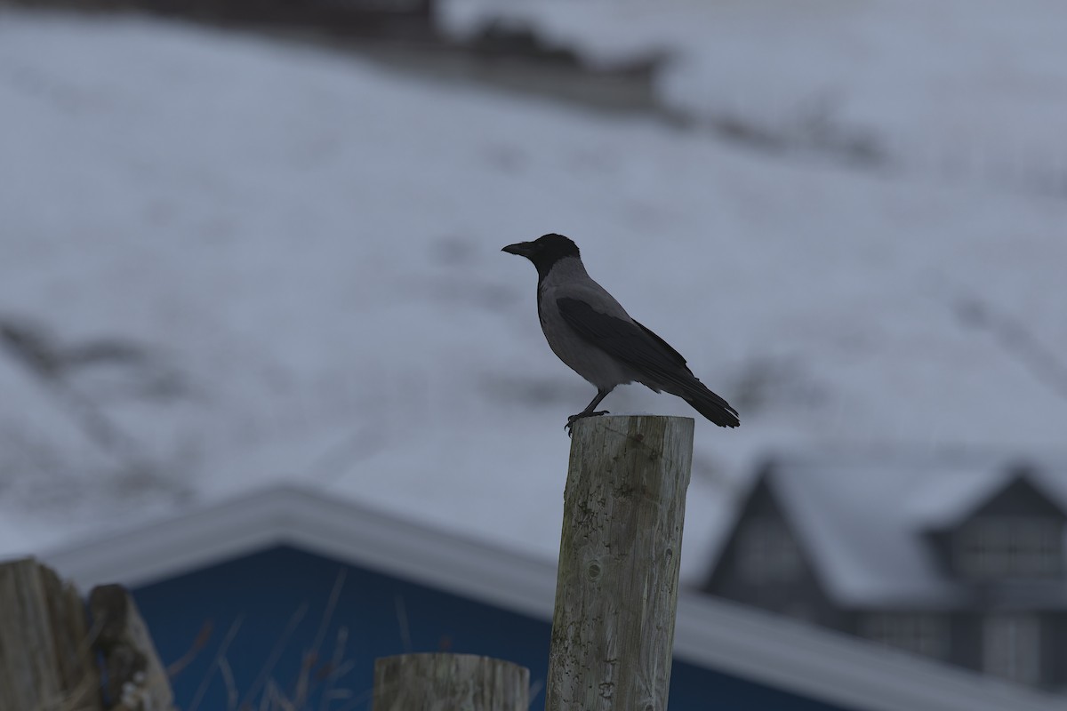 ズキンガラス - ML646116606